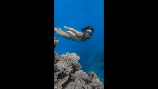 Snorkeling Great Barrier Reef Australia Travel Vlog