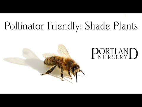 Pollinator Friendly: Shade Plants