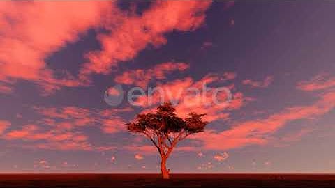 Tree at Sunset | Motion Graphics - Envato elements