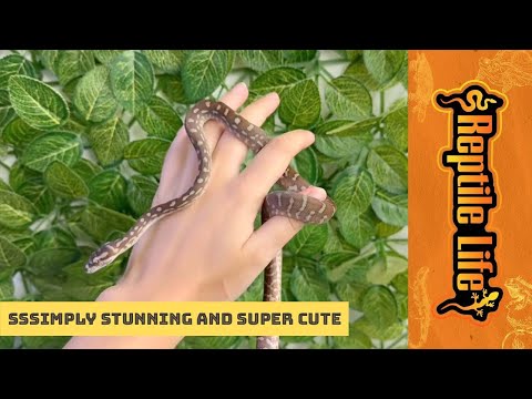 Cute Centralian Carpet Python (Bredli) | Reptile Life Hoppers Crossing