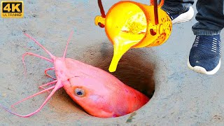 Experiment LAVA vs  Big CATFISH