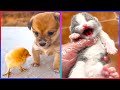 Try not to say aww challenge impossible 