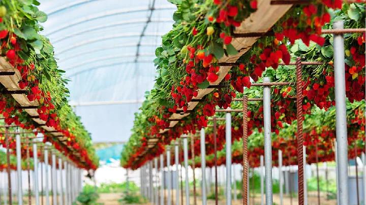 Awesome Hydroponic Strawberries Farming - Modern Agriculture Technology - Strawberries Harvesting - DayDayNews