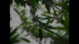 親友網路讀書會20111223清明上河圖 16~14-也津分享
