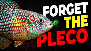 10 Best UNDERRATED Freshwater Clean Up Crew (Fish Tank Cleaners) screenshot 5