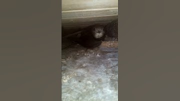 Common swift on her nest looking back at the camera