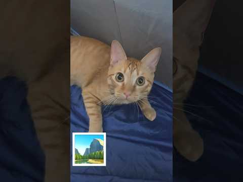テント独り占め🏕️ CAT in the tent 2