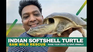 Indian Softshell Turtle || #snake #cobra #reptiles #pets #petlover #turtle #animallover