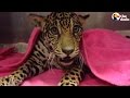 Baby Jaguar Hides The Saddest Secret Inside Her Body | The Dodo