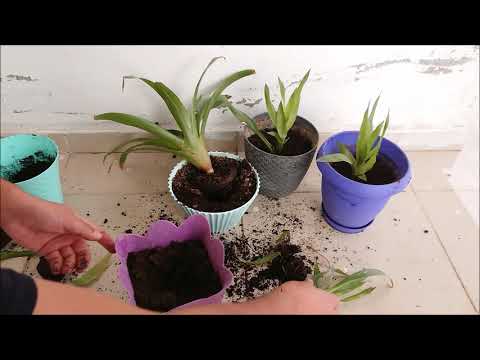 Video: Büyüyen Neoregelia Bromeliad Bitkileri: Popüler Bromeliad Neoregelia Çeşitleri