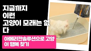 고양이도 사랑하는 벤토나이트! 초강력 아메리칸솔루션 모래 리뷰