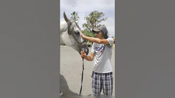 حب الخيل اذمان وعشق بلا حدود اكسبلور المغربmorocco 