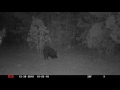 2 Hogs On West Trail DonoLand 2 Hogs On West Trail DonoLand