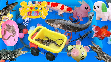 Na Chở Cá Sấu Đi Câu Cá Cho Cá Sấu Ăn, Mở Trứng Khủng Long, Bắt Cá Đem Về Nuôi