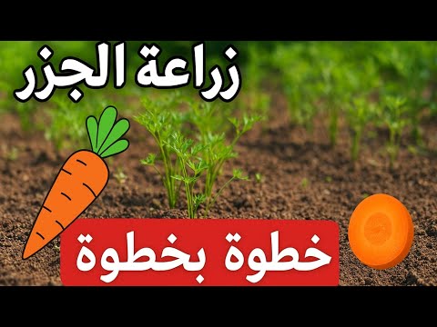 زراعة و متابعة الجزر من البذور في حديقة المنزل إلى 30 يوم كل ماتحتاجه حتى تضمن إنتاج وفير و جيد