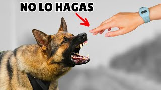 NO saludes a los perros de esta manera by Zona Perros 9,148 views 5 months ago 10 minutes, 5 seconds