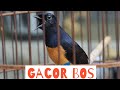Murai Batu Lepas Emosi Bikin Musuh Tambah Gacor Ngamuk Mp3 - Mp4 Download