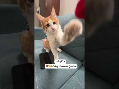 اینم ویدیوی داغ داغ از فندوق و منگوله جدیدش