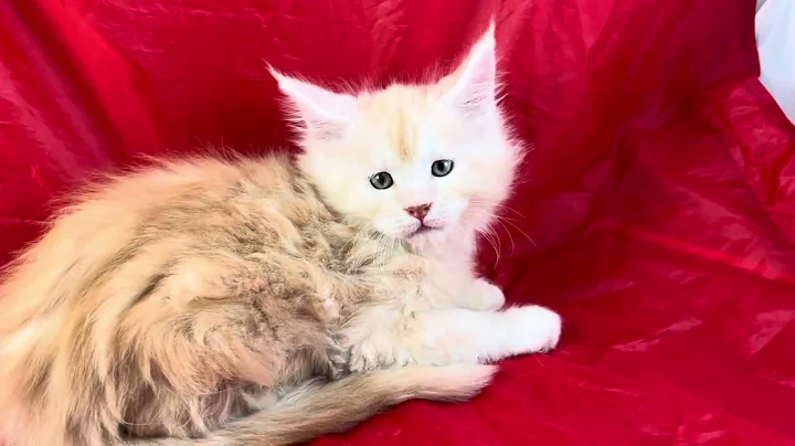 Video 11841901: red silver maine coon, red maine coon male, mainecoonkitten