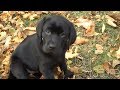 Cutest Lab Puppies Compilation 2018