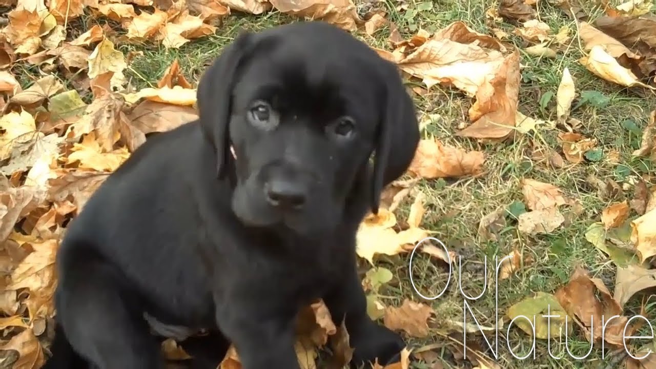 Những chú chó đáng yêu cute dogs labs Cho bạn cười suốt ngày