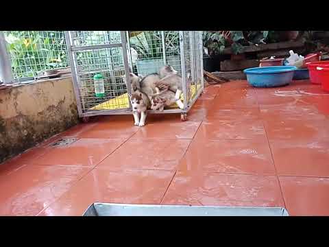 HUSKY# 35 ngày tuổi..các bạn ơi ra ăn nào! Còn chị Bút.. kia ..kêu gì Kkk