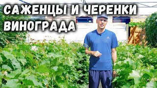 ⁣Саженцы и черенки винограда -  ПРИЁМ ЗАКАЗОВ