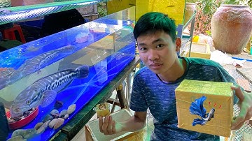 Tìm Hồ Cho Lóc Bông Thái Và Món Quà Của Anh Bảo Pet Và Bạn Của Thịnh Đạt