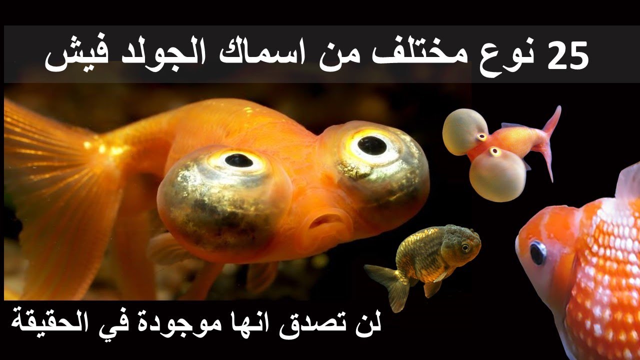 انواع اسماك الجولد فيش | 25 نوع مختلف لن تصدق انها موجودة