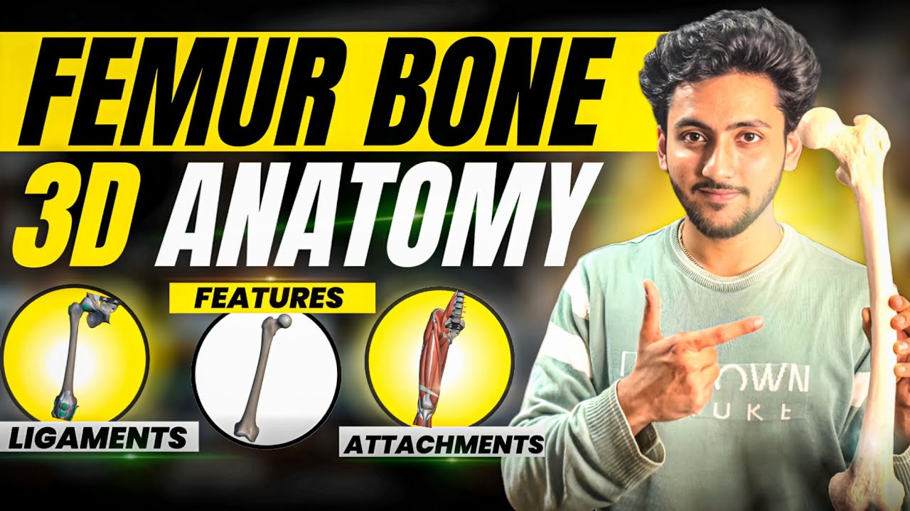 Femur Bone Anatomy 3D - Lower Limb | Attachments of Femur, Ligaments & Features | MBBS World