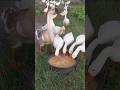 Evening With Happy Geese Feeding Peacefully Goose Viral Shorts 