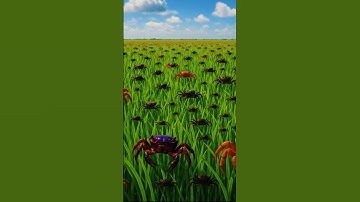 Chuyện lạ có thật ! Thả cua vào ruộng lúa tăng năng suất cao #shorts