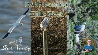 RSPB Bempton Cliffs Week 2
