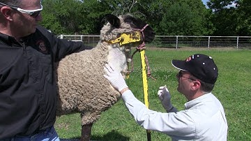 How to Draw A Blood Sample from a Sheep or Goat.