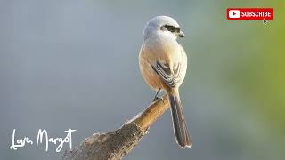 Calming Birdsong | Morning Chorus | Tropical Rainforest Birds Nightingale’s Song | 30 Min Relaxation
