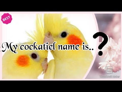 60 names for cockatiel|flock clock