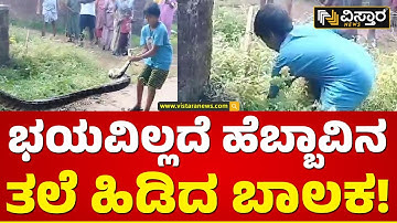ಭಾರೀ ಗಾತ್ರದ ಹೆಬ್ಬಾವು ಹಿಡಿದ ತಂದೆ-ಮಗ | Father and son caught a huge python | Vistara News