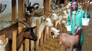 How I Keep 73 Dairy Goats on a 20x50 plot in Nairobi City