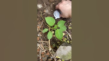 Nhấc gạch lên thấy nhiều trứng lạ #shorts #funny #troll #video