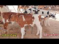 Australian fresian cow babies for sale at malomore mandi punjab pakistan 2023