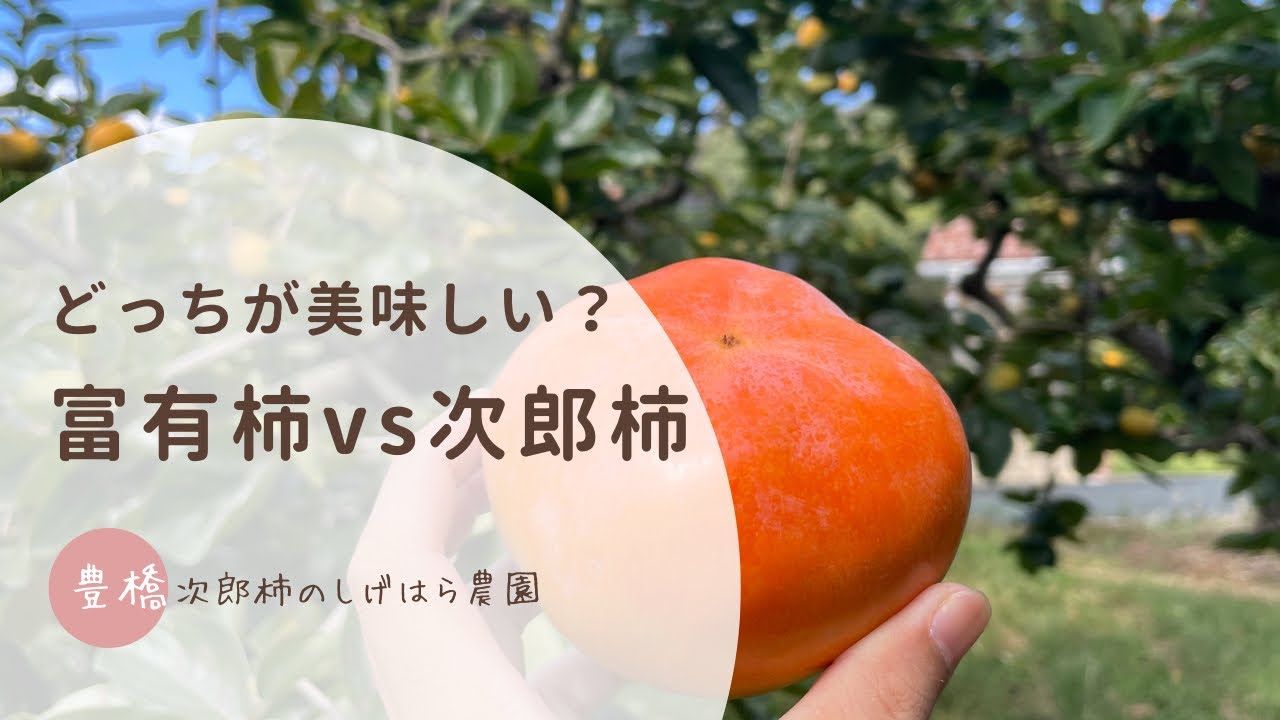 柿農家が語る】次郎柿と富有柿の違い - YouTube