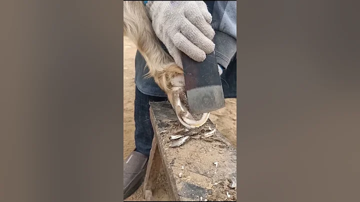 ROTTEN COWS HOOF CLEANING *HUGE HIDDEN SECRET REVEALED*#Ep