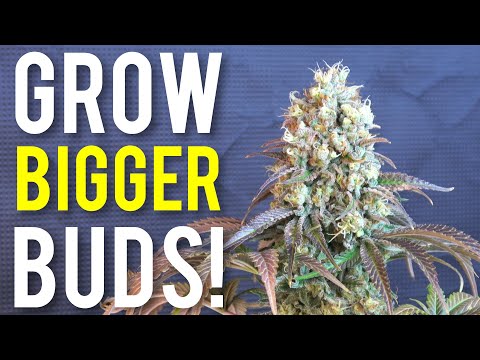 Video: Tricks Of High Yields