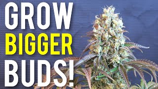 5 Tips To Increase Cannabis Plant Yields