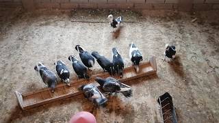 ГОЛУБИ АДАНА турецкие пикирующие голуби, в гостях у Сергея часть 3-я. #мирбойныхголубей##pigeon#