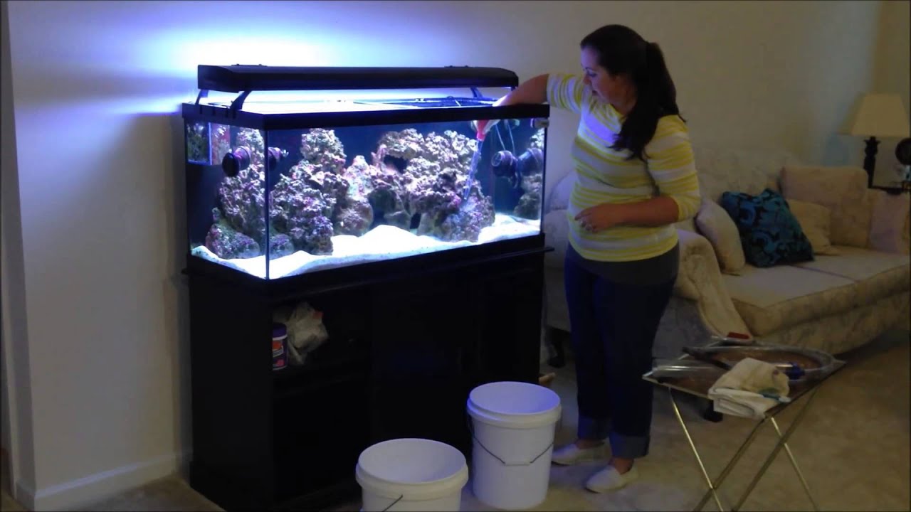 How to clean the display of a saltwater fish tank YouTube