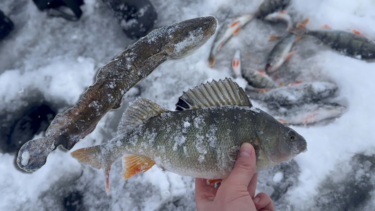 Peipsi hooaja avapüük 16.02.2025, ahvenapüük ja üllatusesineja