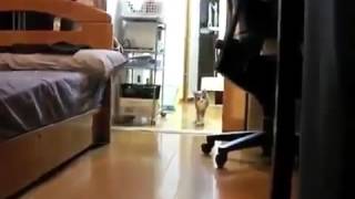 Котейка перемещается как молния!Смотрите все! Котейка перемещается как молния!Смотрите все!