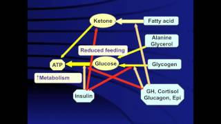 GROW Society Hypoglycemia Module
