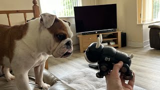 Funny English Bulldog Meets New Friend? by Tia English Bulldog 110 views 2 months ago 40 seconds